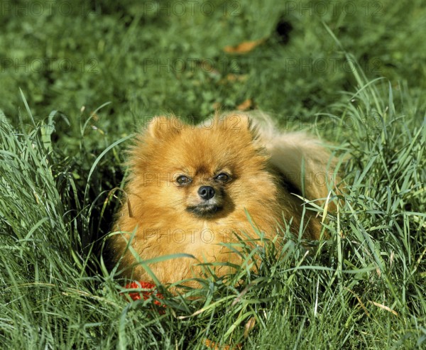 Miniature German Spitz Dog laying on Grass