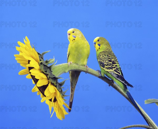 Budgerigar (melopsittacus undulatus), Adults standing on sunflower