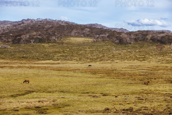 A landscape view in the late afternoon on the Cascade Hut Trail near Dead Horse Gap and Thredo in
