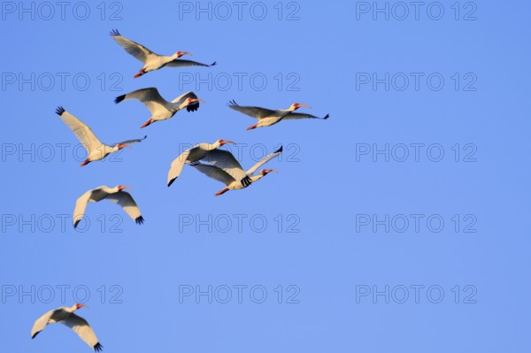 White american white ibis (Eudocimus albus), Sanibe, Iceland, USA, Europe