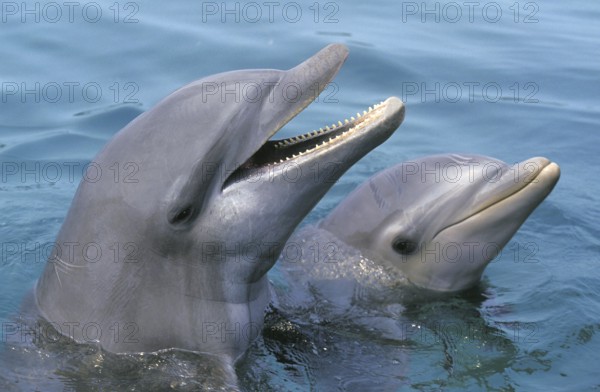 Bottlenose Dolphin (tursiops truncatus), Heads at Surface