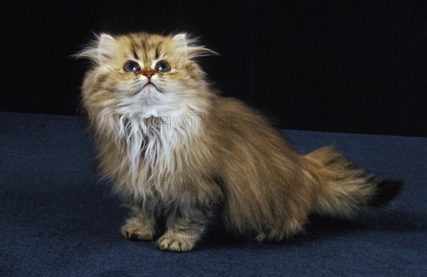 Golden Persian Domestic Cat, Kitten