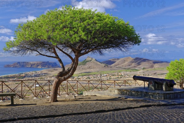 Viewpoint Miradouro do Pico Castelo, Cannon, Pine, Porto Santo Island, Madeira Island