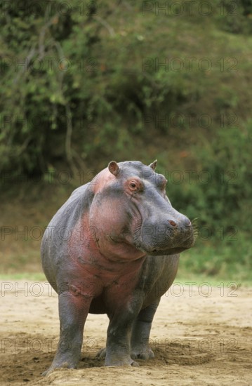 Hippo (Hippopotamus amphibius), Masai Mara Park in Kenya