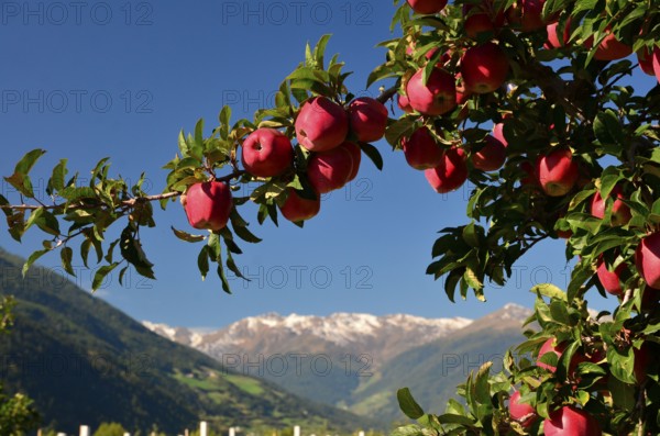 Apple cultivation, apples on apple tree, Vinschgau, Stubai Alps, South Tyrol, Val Venosta, Alto