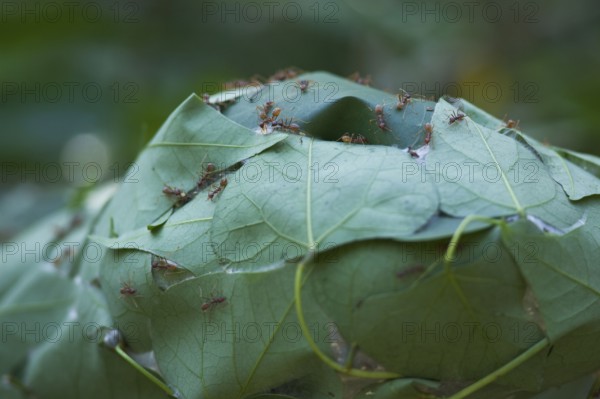 Tailor Ants building nest by binding leaves with silk spun by larvae, St Lucia, iSimangaliso