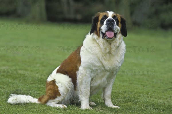 Saint Bernard, Rescue Dog