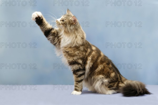 Norwegian Forest Cat, raising paw, sideways, paw raised