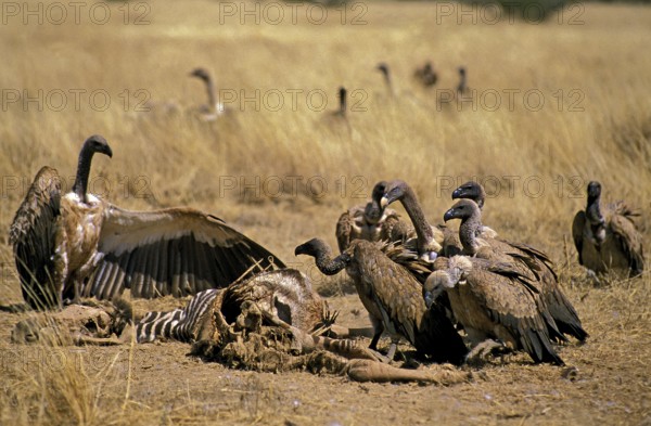 African white-backed vulture (gyps africanus), group on a hunted Burchell's zebra carcass, Masai