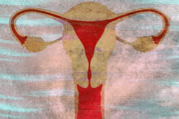 This is the uterus and this is where a fertilised ovum matures