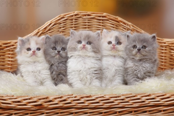 British Longhair Cats, Kitten, British Longhair Cat, Highlander, Lowlander, Britanica, BLH