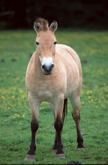 Przewalski-Pferd, Stute, Przewalski's Wild Horse (Equus przewalskii), mare, [Saeugetiere, mammals,