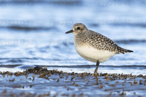 Black-bellied Plover