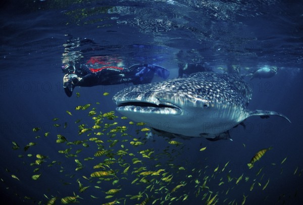 Whale shark, Rhincodon thypus, Mexico, Lake Cortez, Lower California, La Paz, Central America