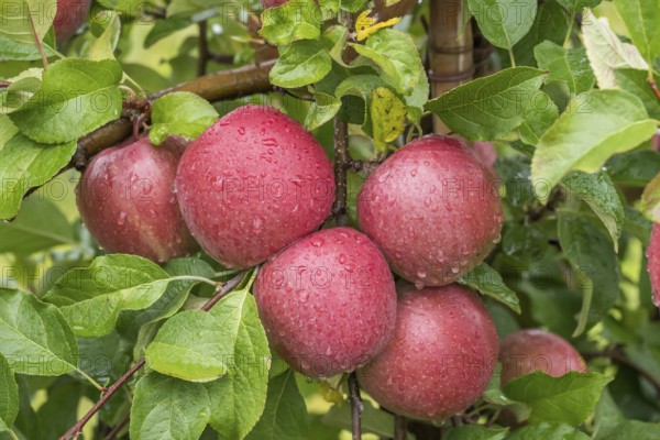 Apple (Malus domestica 'Fuji'), Cambridge Botanical Garden, Germany, Europe