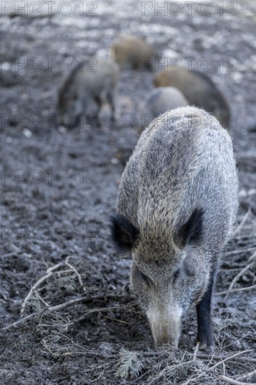 Wild boar (Sus scrofa), Daun Wildlife Park, Vulkaneifel, Rhineland-Palatinate, Germany, Europe