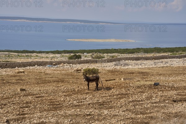 Lonely donkey in barren landscape, Pag Island, Zadar County, Dalmatia, Adriatic Sea, Mediterranean