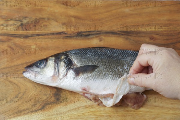 Woman removing a piece of plastic from the belly of a seabass on a wooden table, concept of plastic