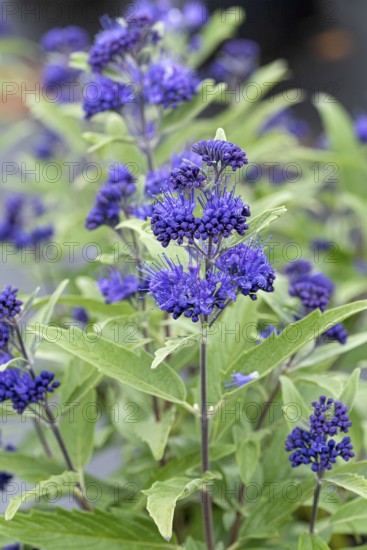 Caryopteris × clandonensis 'Dark Knight', Cambridge Botanical Garden, Germany, Europe