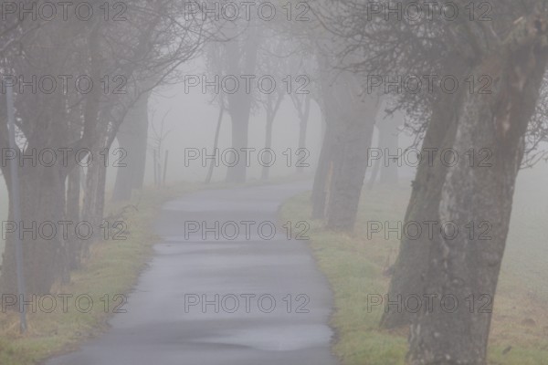 Foggy field path near Rathewalde in Saxon Switzerland, Rathewalde, Saxony, Germany, Europe