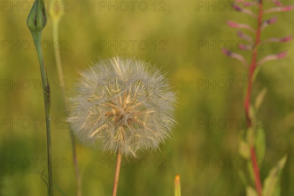 Wiesen-Bocksbart. Tragopogon pratensis (common names Jack-go-to-bed-at-noon)