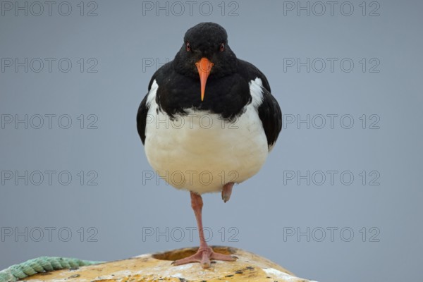 Oystercatcher