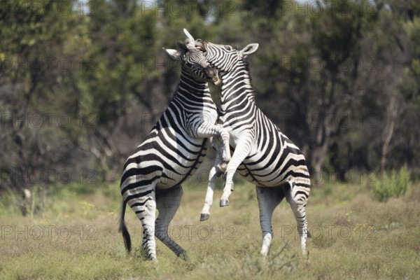 Zebras in a playful fight, Gauteng, South Africa, Africa