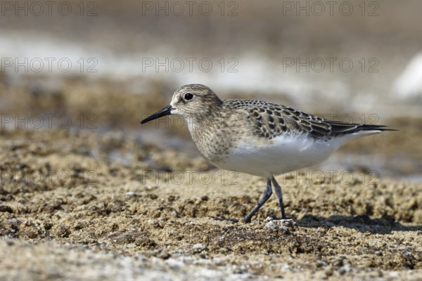 Baird's sandpiper, Mammoth Hot Springs, Yellowstone NP, USA, North America