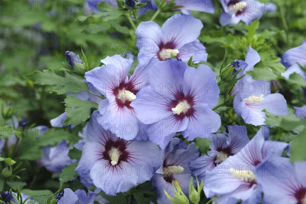 Garden marshmallow (Hibiscus syriacus 'Marina'), Sämann Nursery, Saxony, Germany, Europe