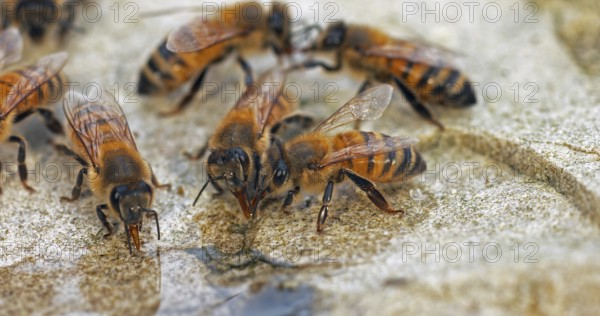 European Honey Bee (apis mellifera), Bees drinking Water on a Stone, Normandy
