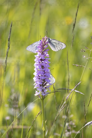 Moorland spotted orchid (Dactylorhiza maculata), black-veined white (Aporia crataegi) visits the
