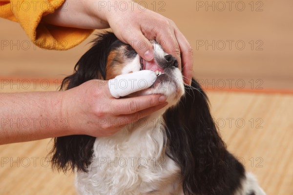Cavalier King Charles Spaniel, tricolour, dental care fingerling