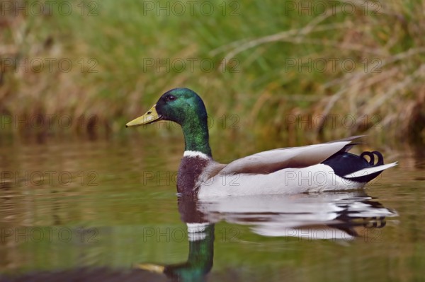 Mallard (Anas platyrhynchos), drake, Lower Saxony, Germany, Europe