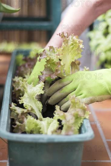 Woman with green work gloves is planting salad seedlings in her own garden, urban gardening