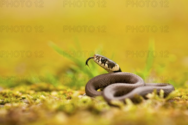 Grass snake (Natrix natrix), young, Rhineland-Palatinate, Germany, Europe
