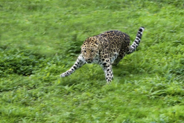 Amur amur leopard (panthera pardus orientalis), adult jumping on grass
