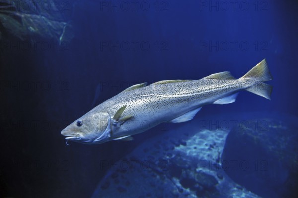 Atlantic cod (gadus morhua), Atlantic cod, Atlantic codfish, Other animals, Fish, Animals, Atlantic