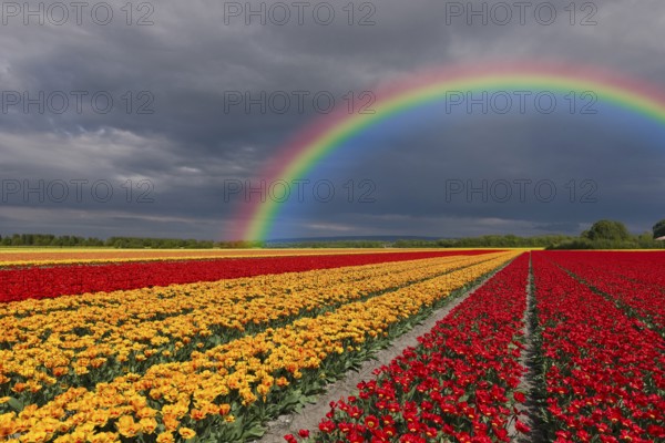 Cultivated field with different coloured tulips and a rainbow in the background, Netherlands