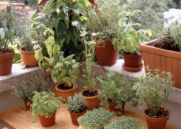 Different herbs on a windowsill, Different herbs on a windowsill