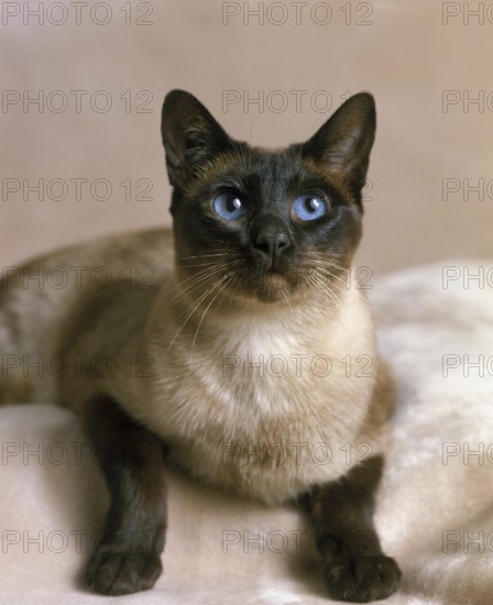 Seal Point Siamese Domestic Cat