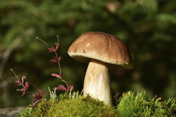 King bolete (Boletus edulis) growing on a moss cushion in autumn, Hunsrück, Rhineland-Palatinate,