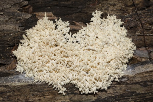 Beech spiny beard, prickly beard white fruiting body on tree trunk