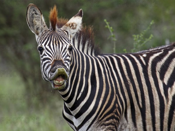 Zebra, Steppenzebra, S