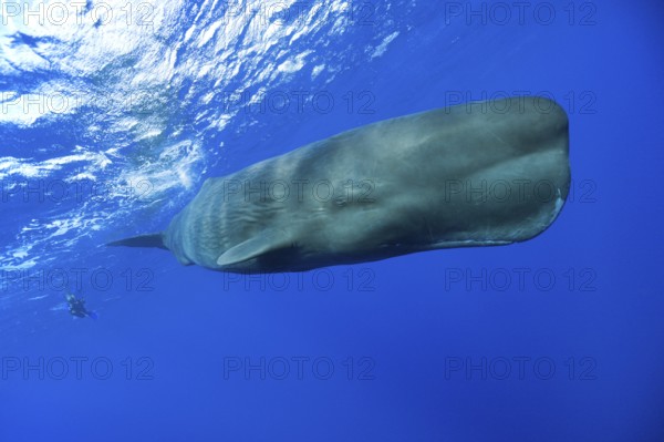 Sperm whale (Physeter macrocephalus), Lesser Antilles, Leeward Islands, Exempted, Dominica, Central
