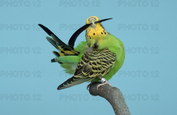 Budgerigars (Melopsittacus undulatus), female, preening tail feather, Budgie