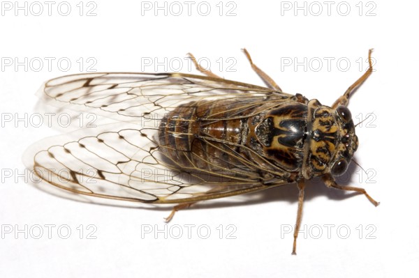 Cicada (orni), Portugal, Europe