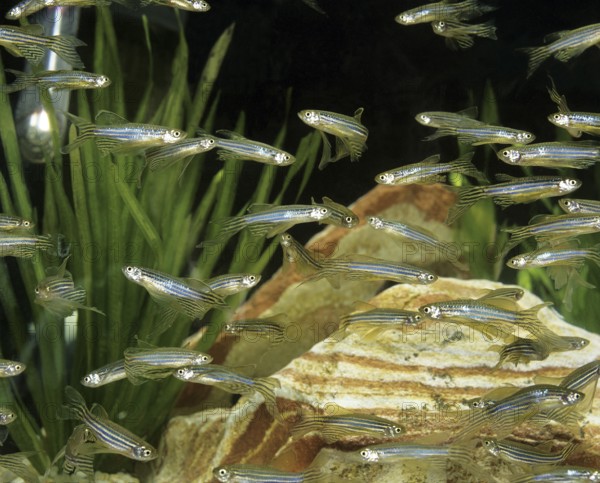 Zebrafish (brachydanio rerio) (Brachydanio rerio), Zebrafish, Animals, Other animals, Fishes,