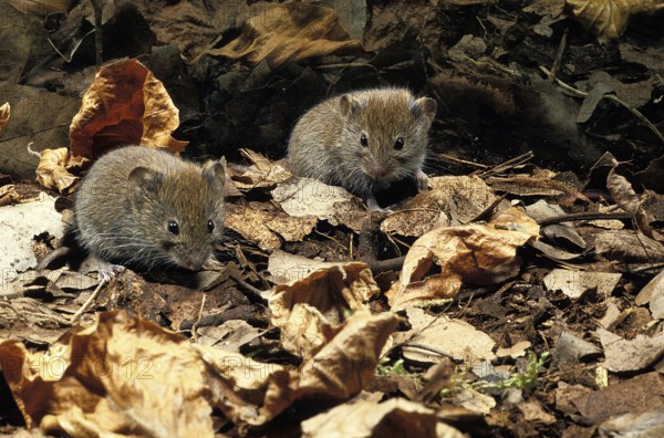 Bank Vole (clethrionomys glareolus), Adults on Fallen Leaves