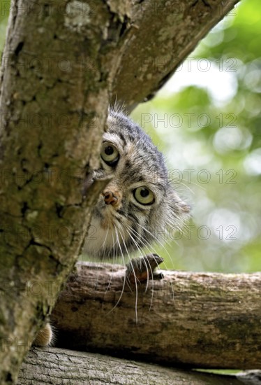 Pallas's cat (otocolobus manul) OR PALLAS CAT, HEAD OF THE ADULT COMING OUT OF THE BRANCHES