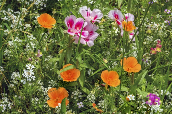 Summer meadow with California poppy (Eschscholzia californica), corydalis (Iberis umbellata) and